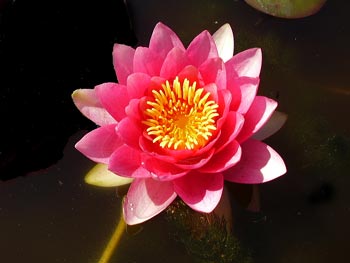 pink-lotus.jpg