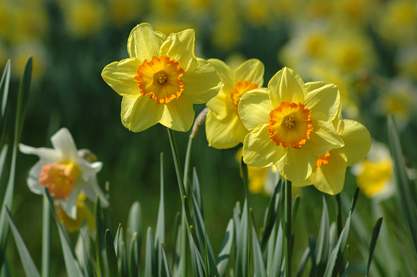 daffodilsbijoy Short Poems