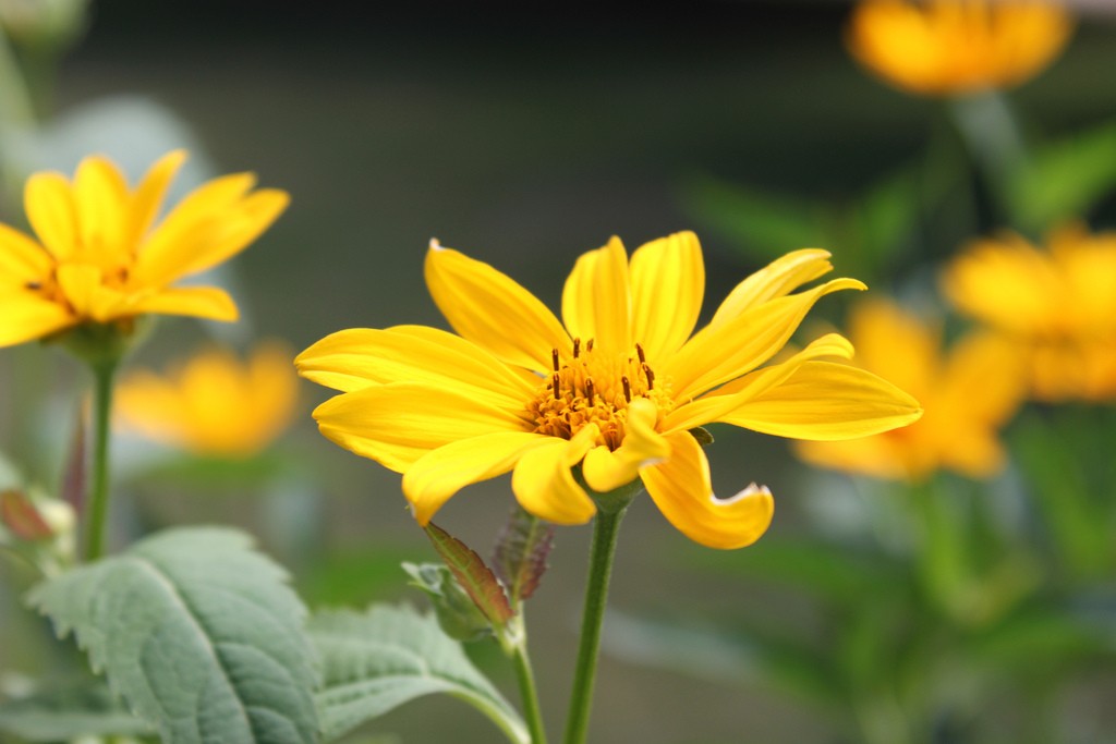 rudbeckia