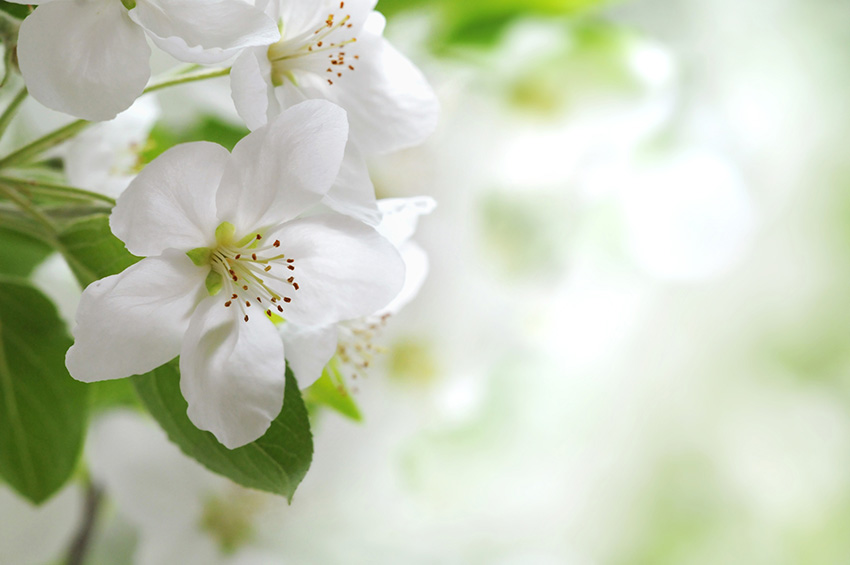 whiteflowersbijoy Short Poems